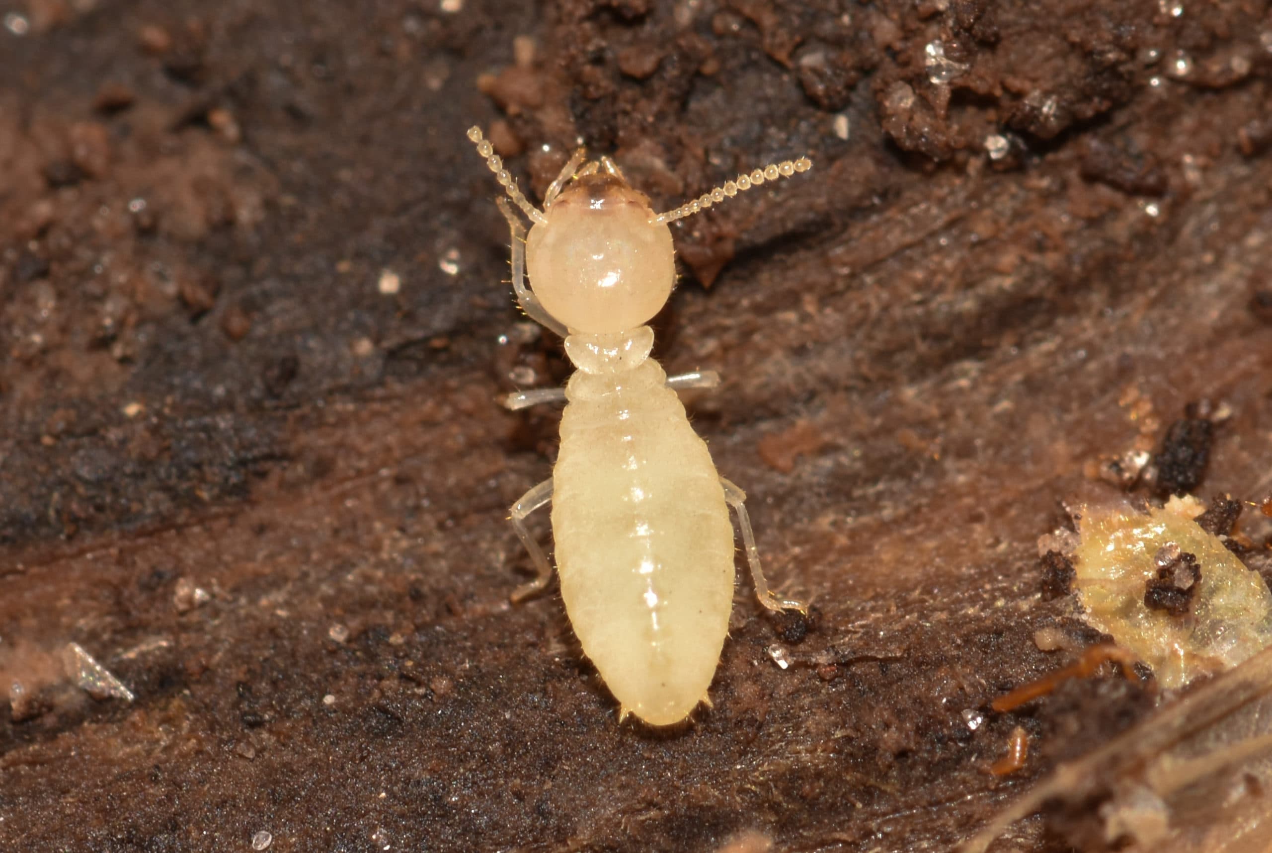 termite worker