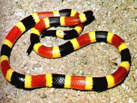 Coral Snake