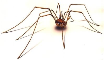 Daddy Long Legs Spider