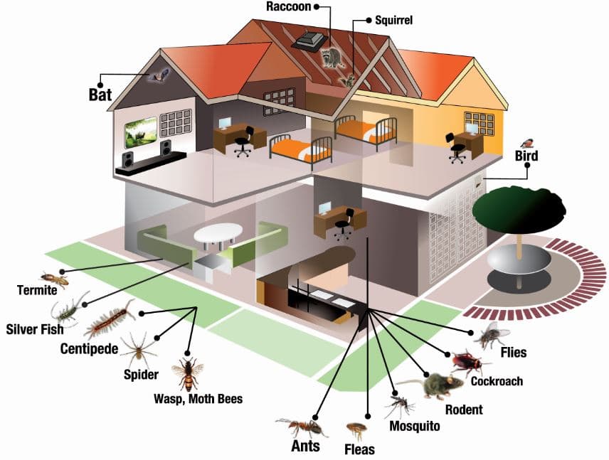 How To Handle Spring Time Pest in Atlanta