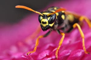 alpharetta stinging flying insects