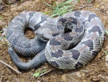 Timber Rattlesnake